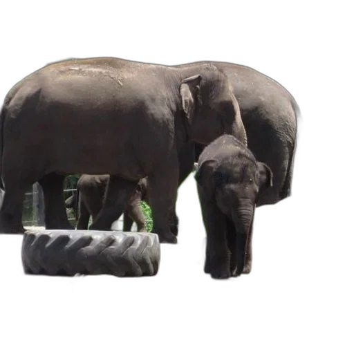 animal, creature, umbrella, weapon transparent PNG cut-out
