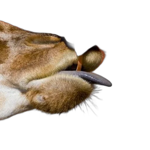 animal, shoes, staff, creature transparent PNG cut-out