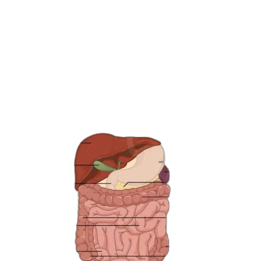 food, dress, hat, shoes transparent PNG cut-out