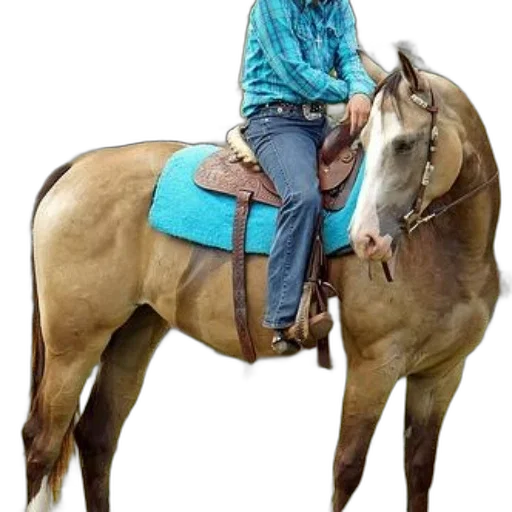 jacket, animal, staff, jewelry transparent PNG cut-out
