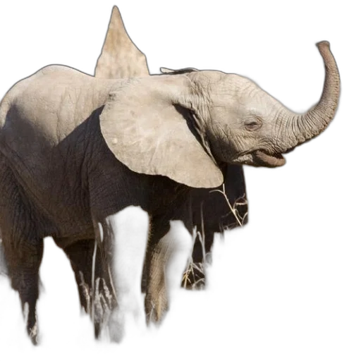 animal, creature, concept art, photorealistic transparent PNG cut-out