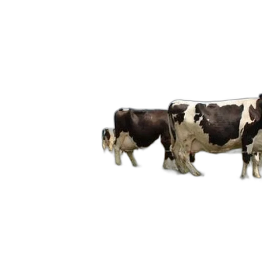 animal, food, weapon, car transparent PNG cut-out