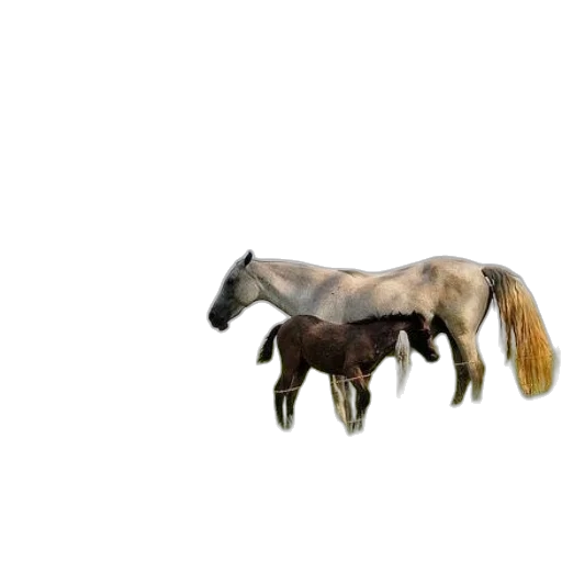 animal, creature, hair, dragon transparent PNG cut-out