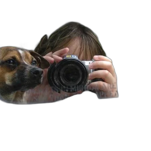 animal, weapon, creature, face transparent PNG cut-out