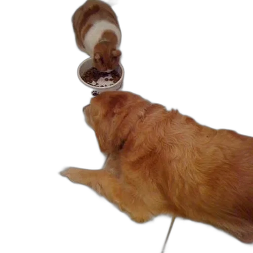 bottle, animal, staff, food transparent PNG cut-out