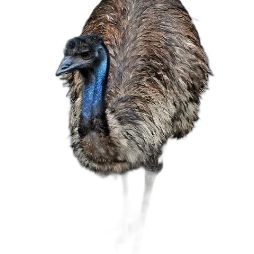 animal, creature, hair, staff transparent PNG cut-out