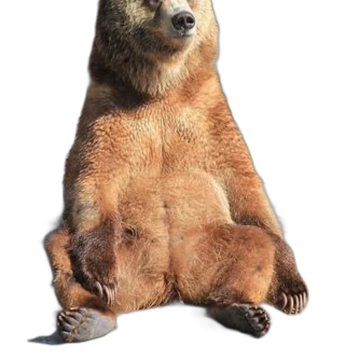 animal, creature, food, staff transparent PNG cut-out