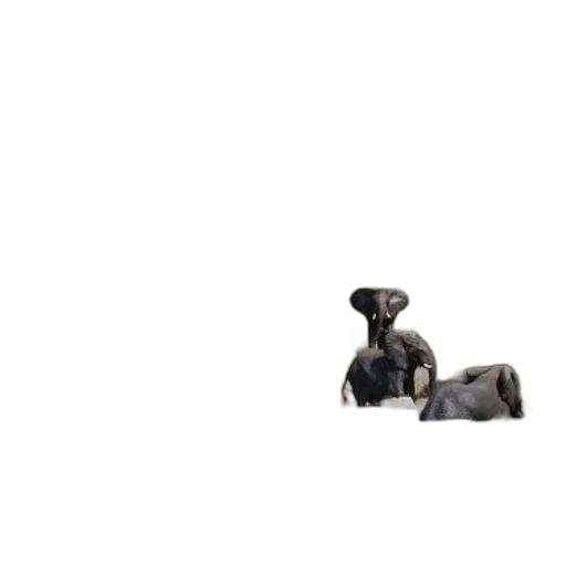 animal, jewelry, furniture, creature transparent PNG cut-out