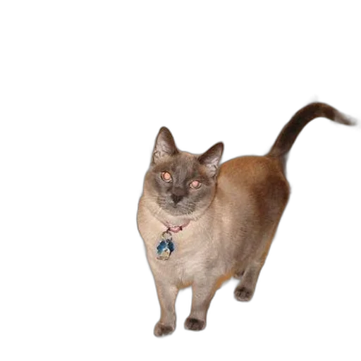 animal, creature, staff, robot transparent PNG cut-out