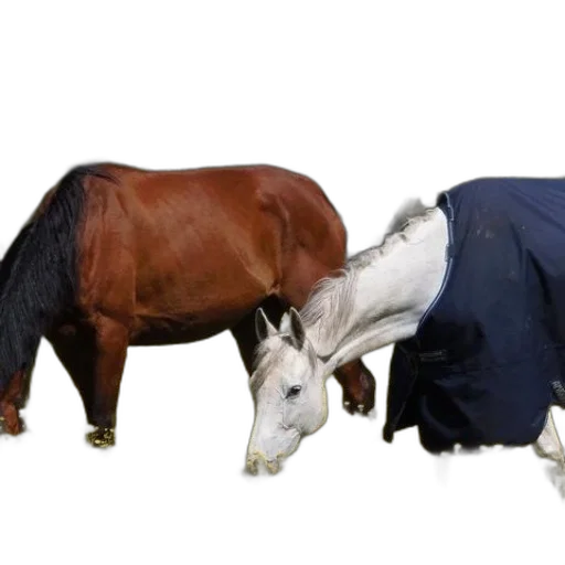 animal, jacket, photorealistic, 3d render transparent PNG cut-out