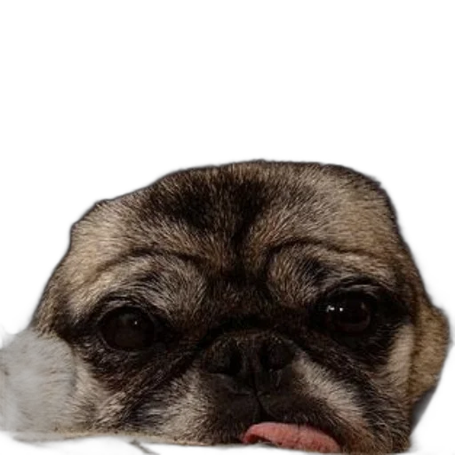 face, animal, creature, hat transparent PNG cut-out