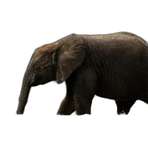 animal, creature, staff, hat transparent PNG cut-out