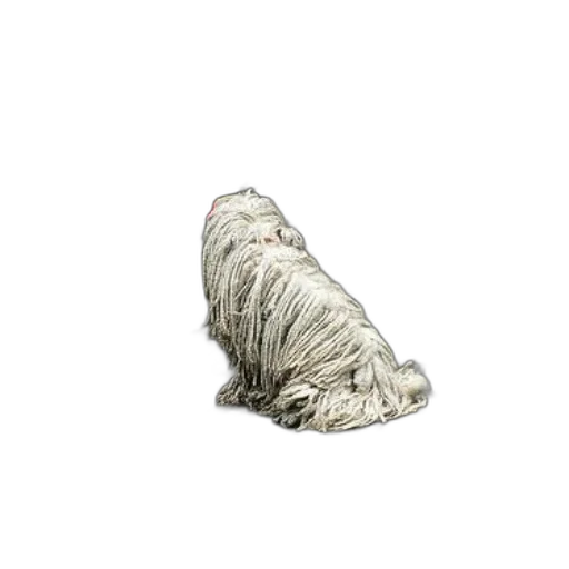 hair, animal, shoes, creature transparent PNG cut-out