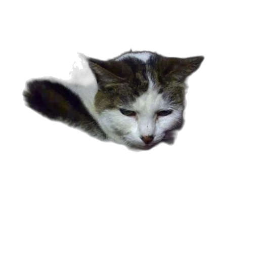 animal, creature, staff, face transparent PNG cut-out