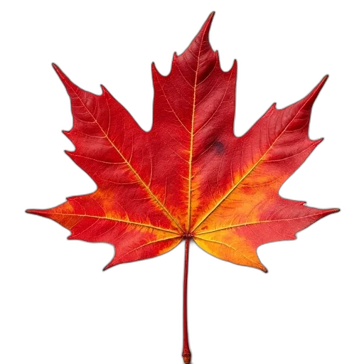 crown, tree, flower, red transparent PNG cut-out