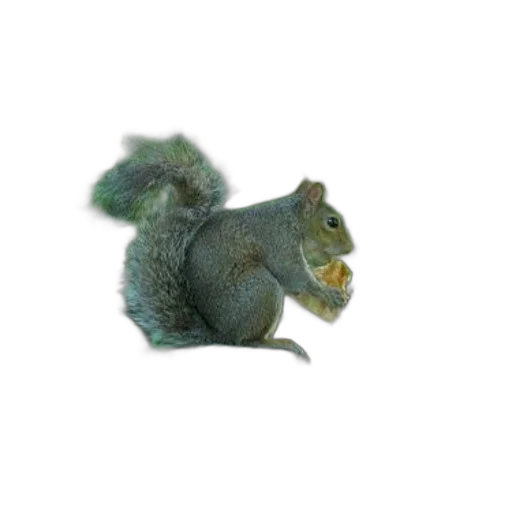 animal, creature, staff, hair transparent PNG cut-out