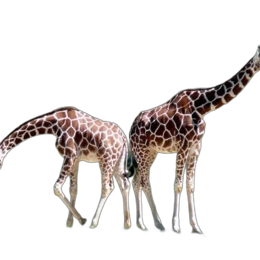 animal, creature, 3d render, concept art transparent PNG cut-out