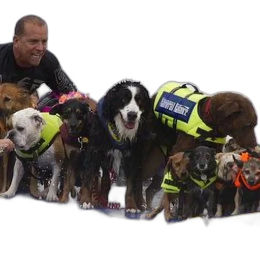 staff, man, several, dogs transparent PNG cut-out