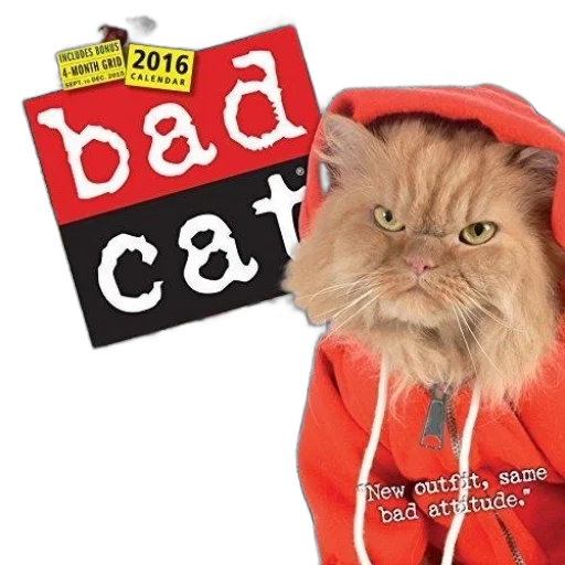 jacket, hat, calendar, cover transparent PNG cut-out