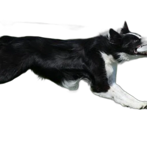 animal, staff, creature, weapon transparent PNG cut-out