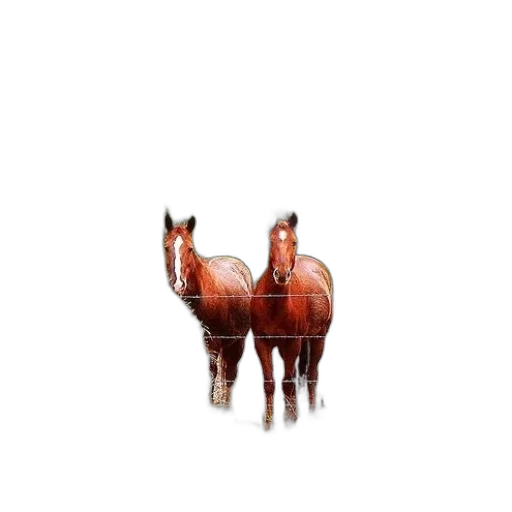 animal, furniture, creature, car transparent PNG cut-out