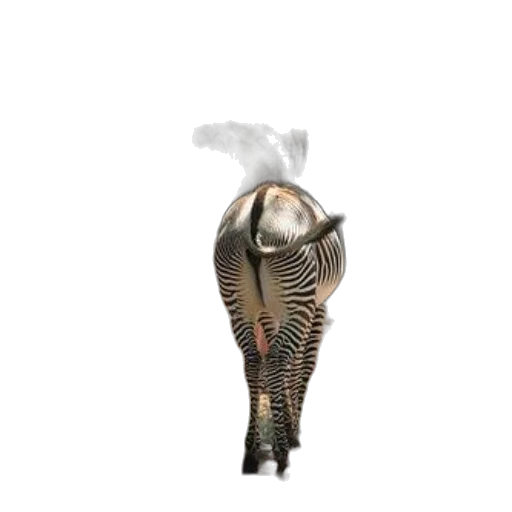 shoes, animal, hat, weapon transparent PNG cut-out