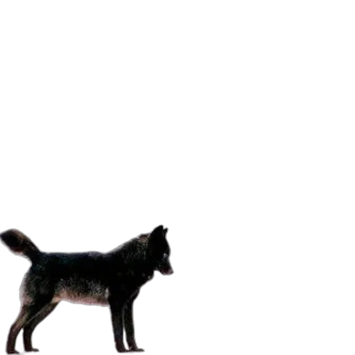 animal, creature, staff, weapon transparent PNG cut-out