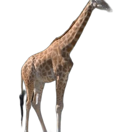 animal, creature, staff, dragon transparent PNG cut-out