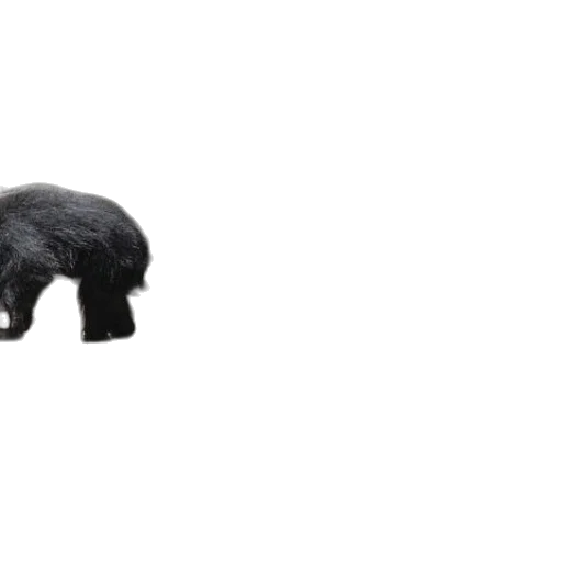 animal, creature, furniture, hair transparent PNG cut-out