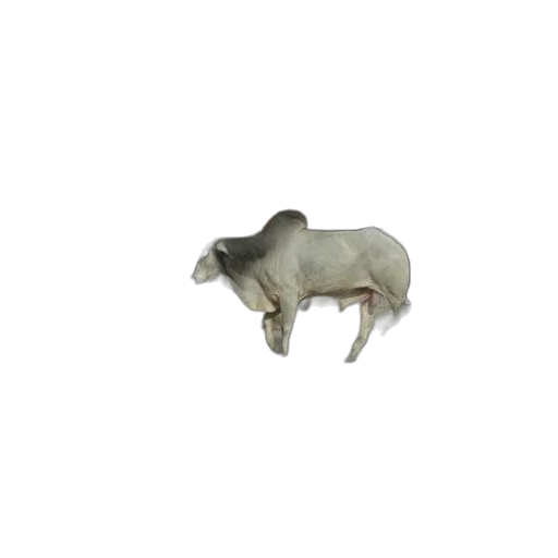 animal, creature, food, furniture transparent PNG cut-out