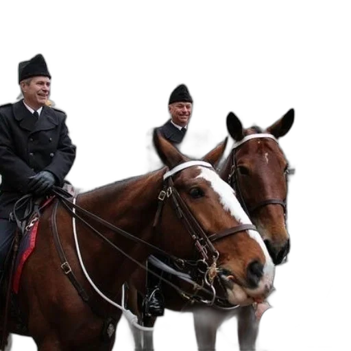 staff, two, mounted, police transparent PNG cut-out