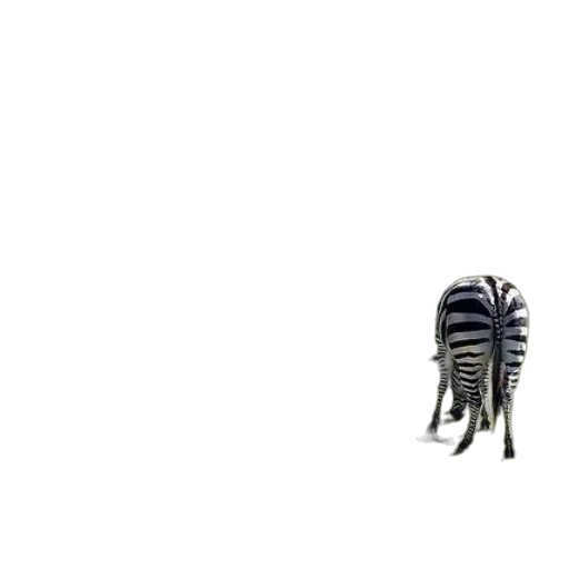 shoes, animal, creature, furniture transparent PNG cut-out
