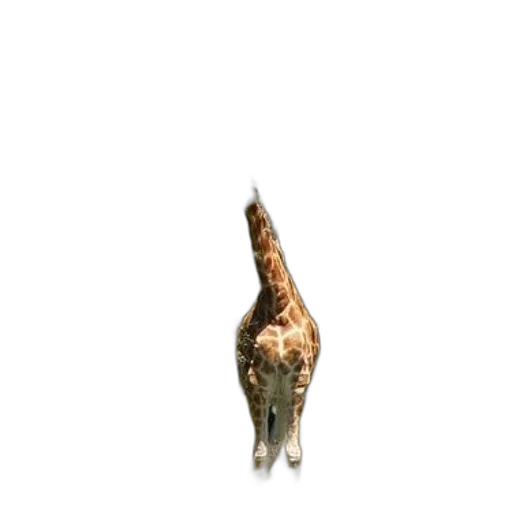 animal, staff, jewelry, creature transparent PNG cut-out