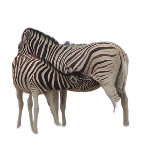 furniture, animal, creature, 3d render transparent PNG cut-out