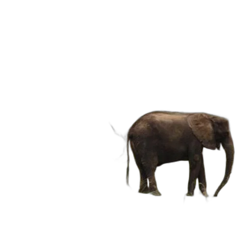 animal, creature, hat, umbrella transparent PNG cut-out