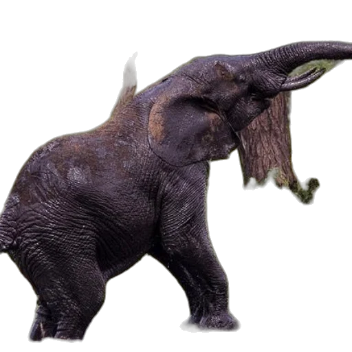 animal, creature, dragon, staff transparent PNG cut-out