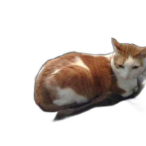 animal, creature, staff, furniture transparent PNG cut-out
