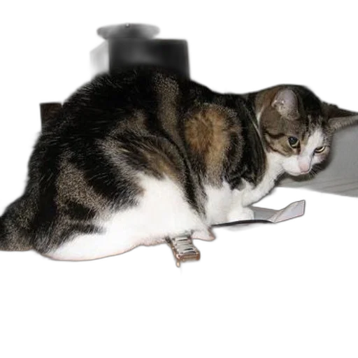 animal, robot, staff, furniture transparent PNG cut-out