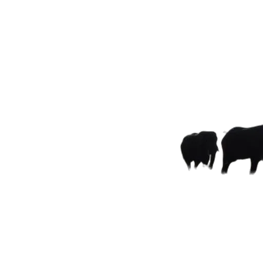 animal, hair, food, creature transparent PNG cut-out