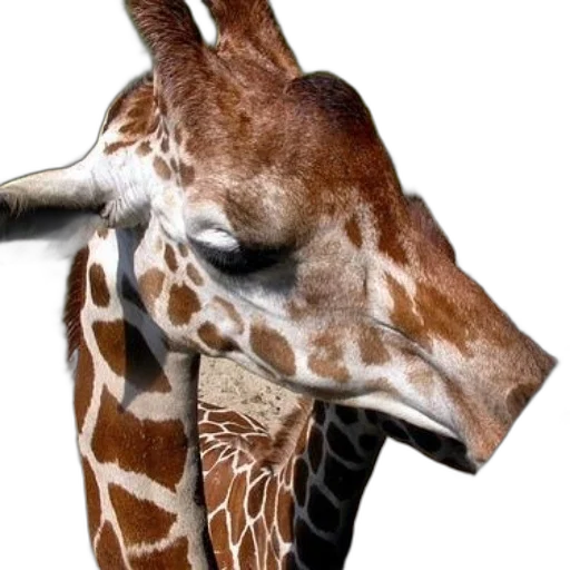 animal, face, creature, mask transparent PNG cut-out