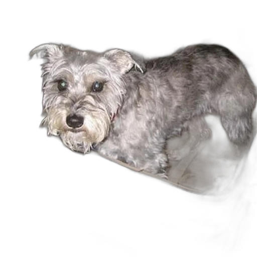 animal, creature, staff, face transparent PNG cut-out