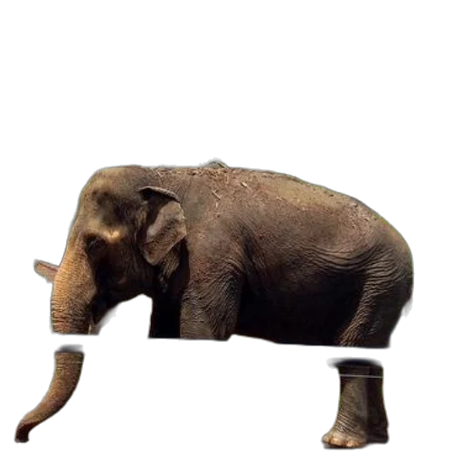 animal, creature, staff, shoes transparent PNG cut-out