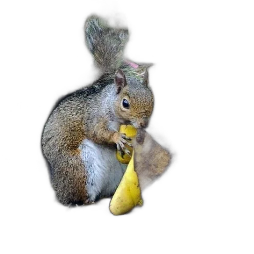 animal, staff, food, hat transparent PNG cut-out