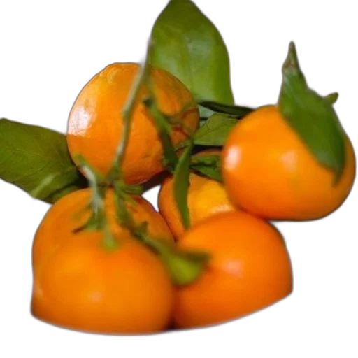 food, crown, flower, hat transparent PNG cut-out