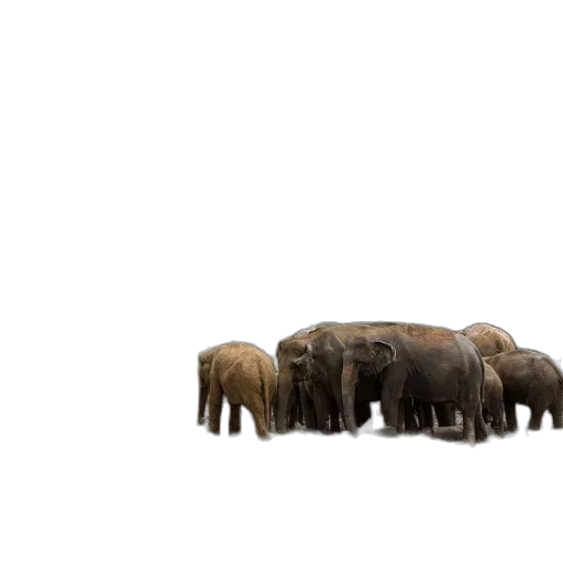 animal, creature, staff, furniture transparent PNG cut-out