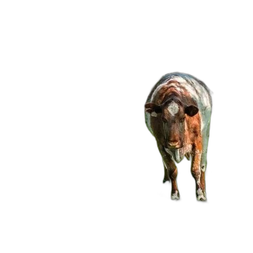 animal, creature, furniture, food transparent PNG cut-out
