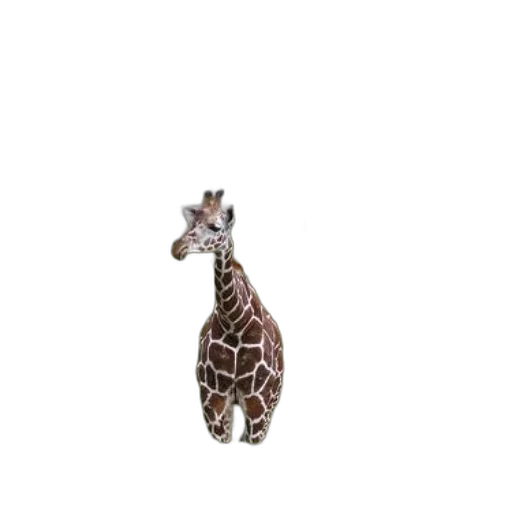 animal, creature, jewelry, staff transparent PNG cut-out