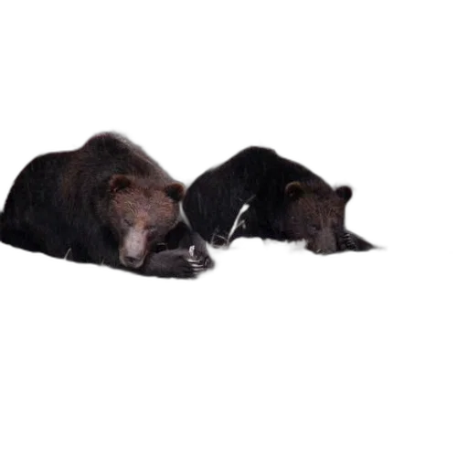 animal, photorealistic, two, bears transparent PNG cut-out