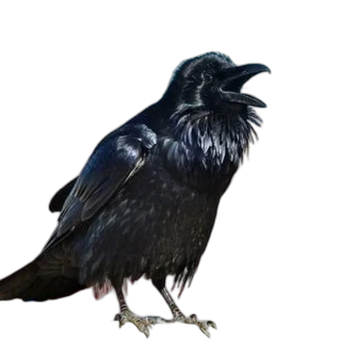 animal, creature, crown, staff transparent PNG cut-out