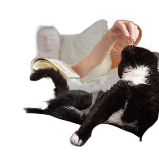 furniture, shoes, staff, animal transparent PNG cut-out